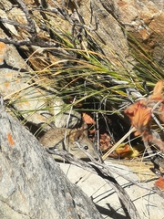 Elephantulus edwardii