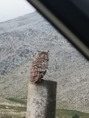 Bubo africanus