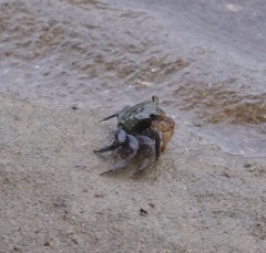 Parasesarma erythodactylum