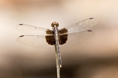 Neurothemis oligoneura