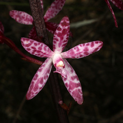 Dipodium punctatum