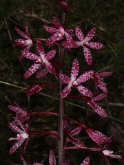 Dipodium punctatum