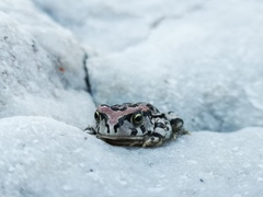 Elephantulus edwardii