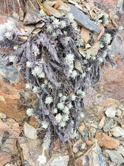 Leucogenes leontopodium