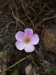 Oxalis commutata