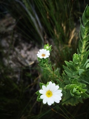 Osmitopsis asteriscoides