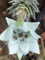 Leucogenes leontopodium