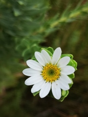 Osmitopsis asteriscoides