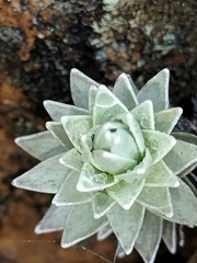 Leucogenes leontopodium