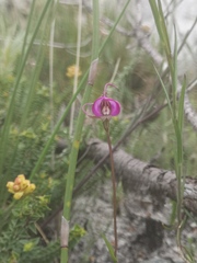 Disperis capensis