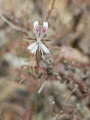 Pelargonium alternans