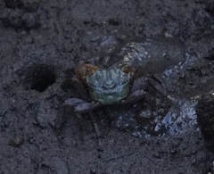 Parasesarma erythodactylum