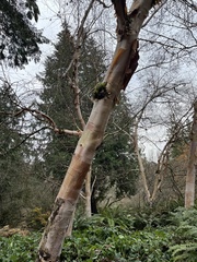 Betula utilis albosinensis