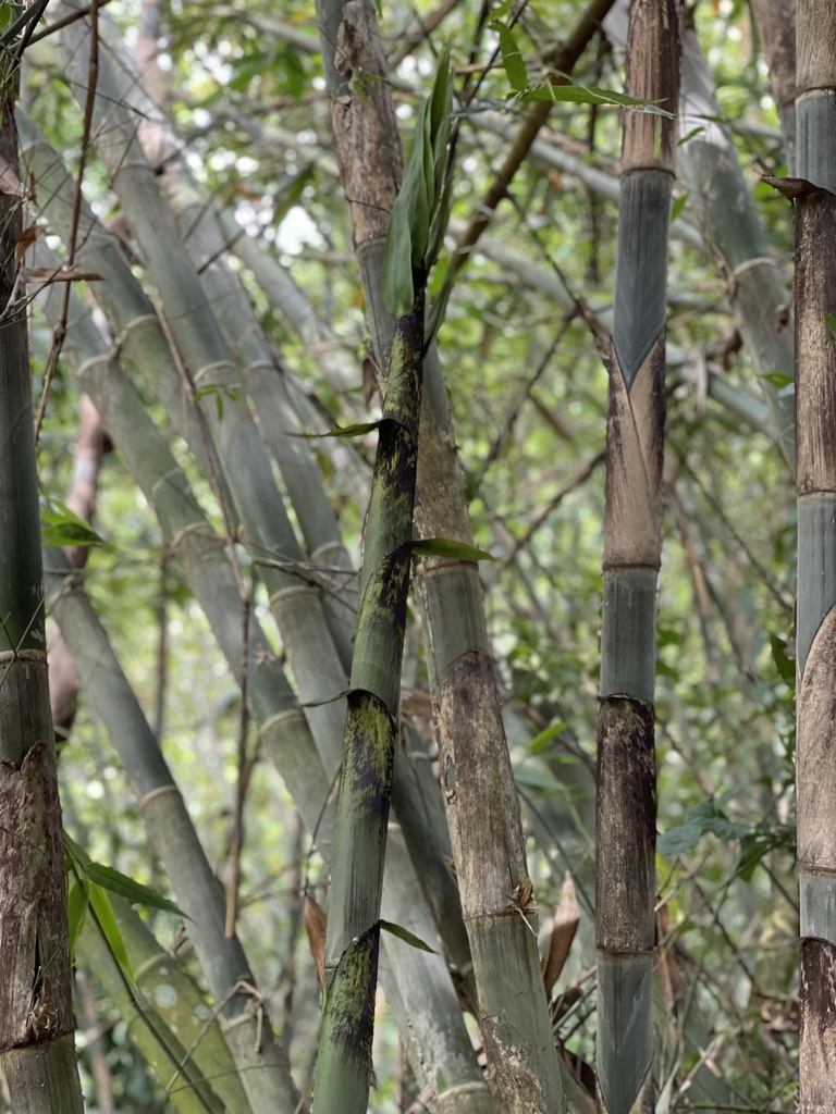 Gigantochloa