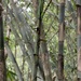 Bambús Gigantes - Photo (c) Joseph Marvin Jansen, algunos derechos reservados (CC BY-NC), subido por Joseph Marvin Jansen