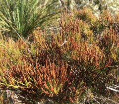 Allocasuarina pusilla