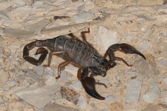 Nebo omanensis