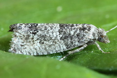 Spilonota laricana