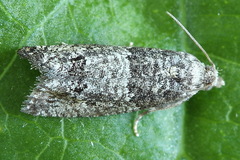 Spilonota laricana
