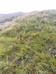Aciphylla ferox