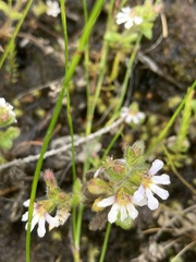 Scaevola hookeri