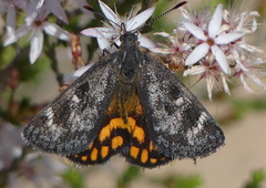 Synemon parthenoides