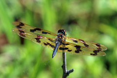 Rhyothemis graphiptera