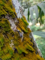 Camponotus camelinus