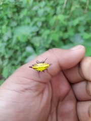 Gasteracantha diadesmia
