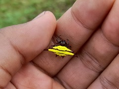 Gasteracantha diadesmia