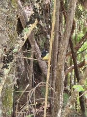 Petroica macrocephala macrocephala