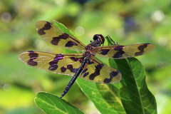 Rhyothemis graphiptera