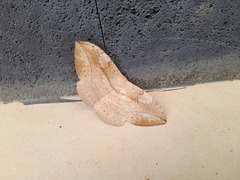 Sphingognatha asclepiades