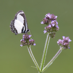 Psychonotis caelius