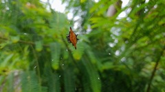 Gasteracantha diardi