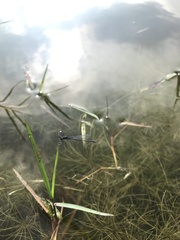 Aciagrion approximans