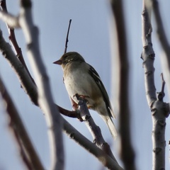 Fringilla coelebs