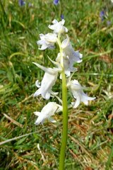 Hyacinthoides non-scripta