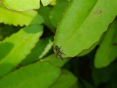 Brentidae