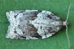 Clepsis spectrana