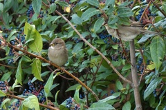 Passer domesticus
