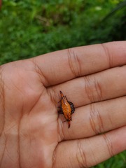 Gasteracantha diardi