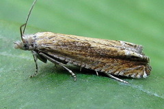 Eucosma obumbratana