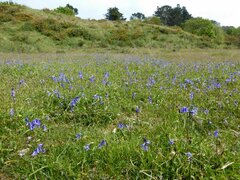 Hyacinthoides non-scripta