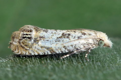 Eucosma aemulana