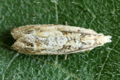 Eucosma aemulana