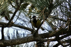 Parus major