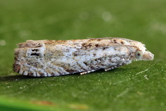 Eucosma aemulana