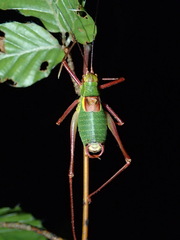 Barbitistes serricauda