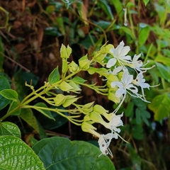 Clerodendrum infortunatum